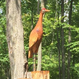 Sandhill Crane Brighton Michigan